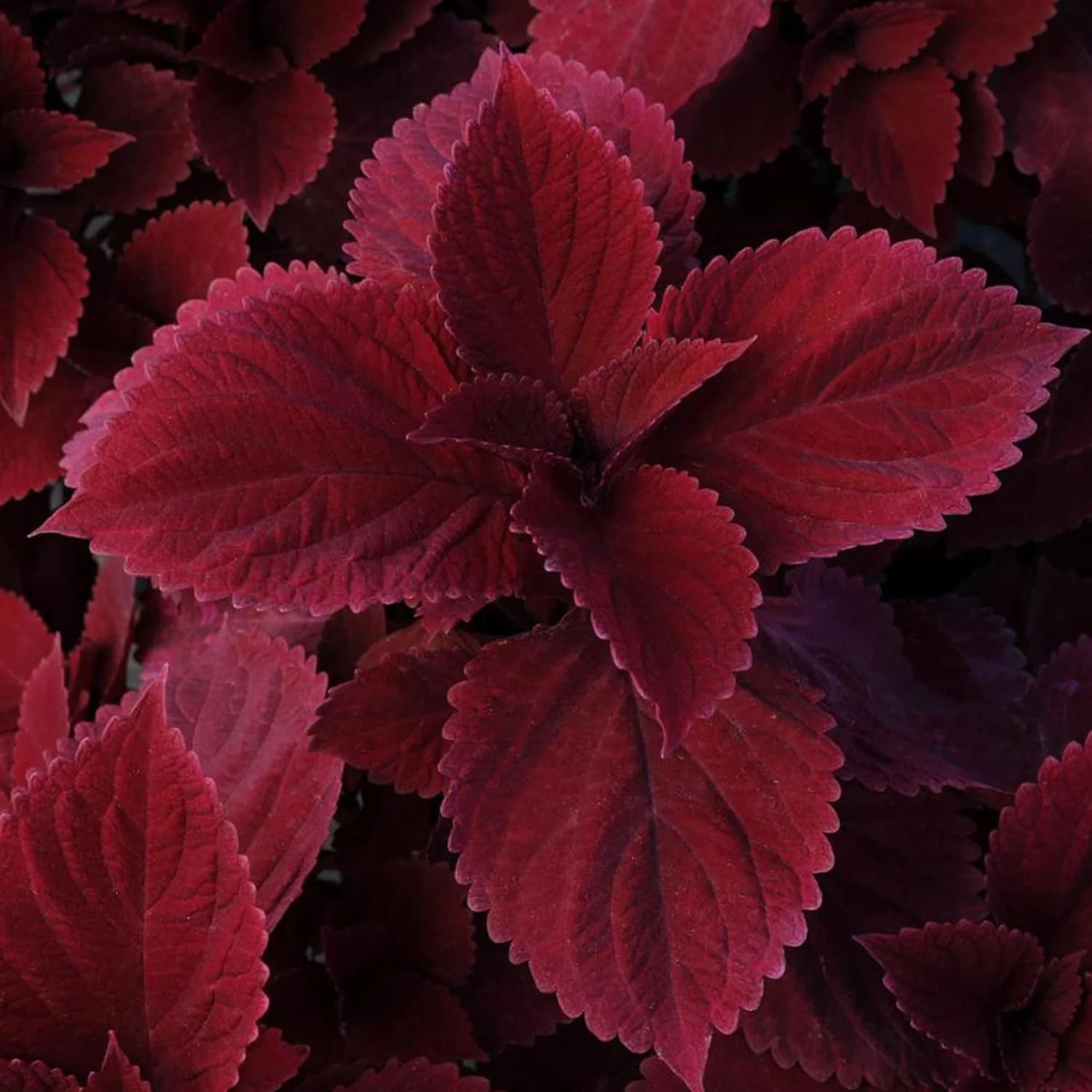 Coleus Redhead Seeds | Low Maintenance Evergreen Herb | Showy Red Foliage for Beds, Borders, and Containers, Outdoor Garden Seeds - Image 4