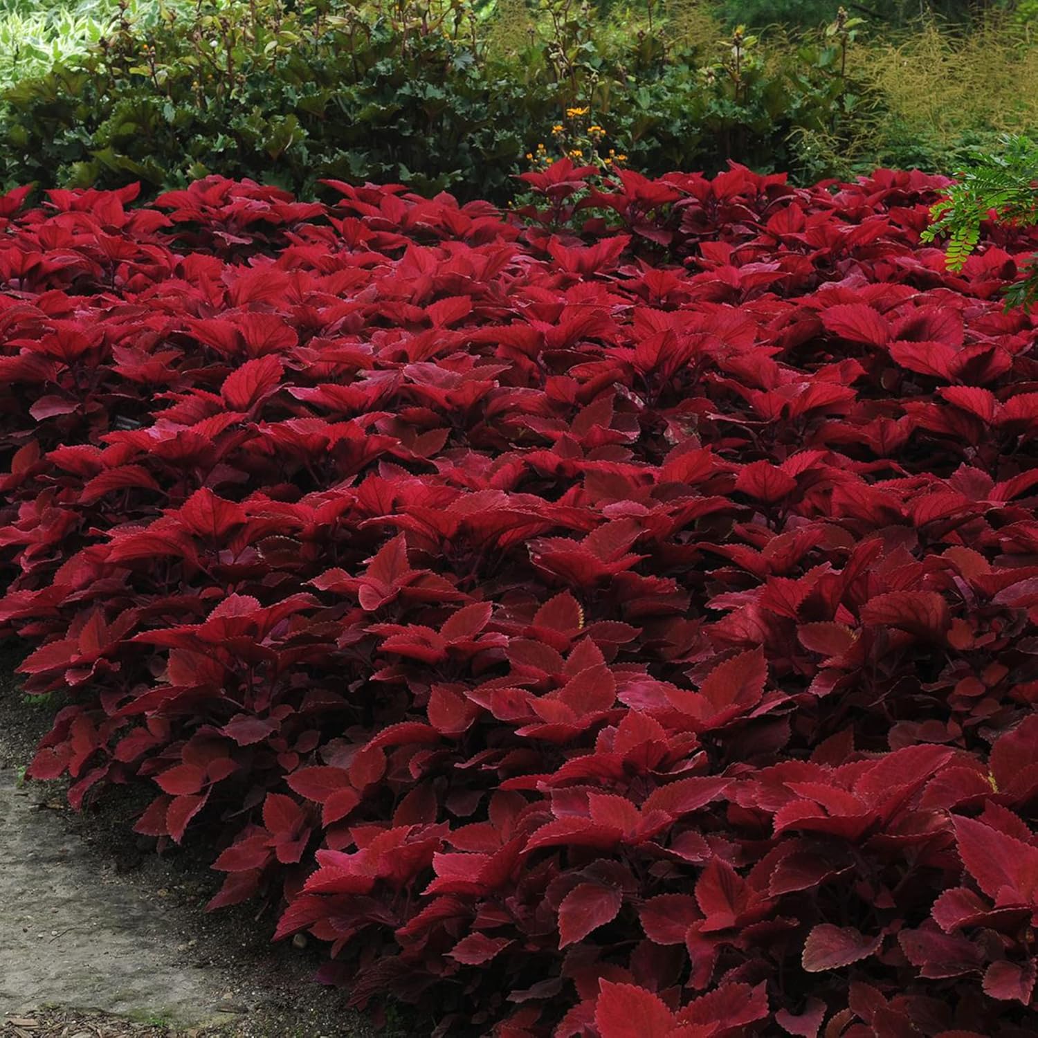 Coleus Redhead Seeds | Low Maintenance Evergreen Herb | Showy Red Foliage for Beds, Borders, and Containers, Outdoor Garden Seeds - Image 5
