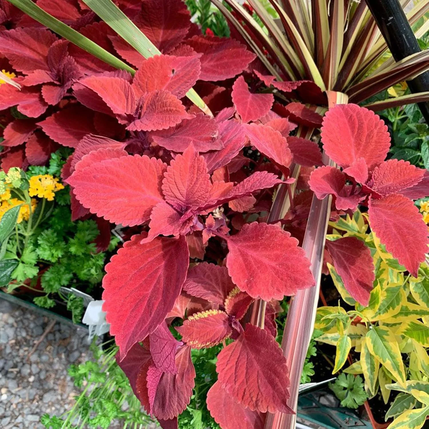 Coleus Redhead Seeds | Low Maintenance Evergreen Herb | Showy Red Foliage for Beds, Borders, and Containers, Outdoor Garden Seeds - Image 6