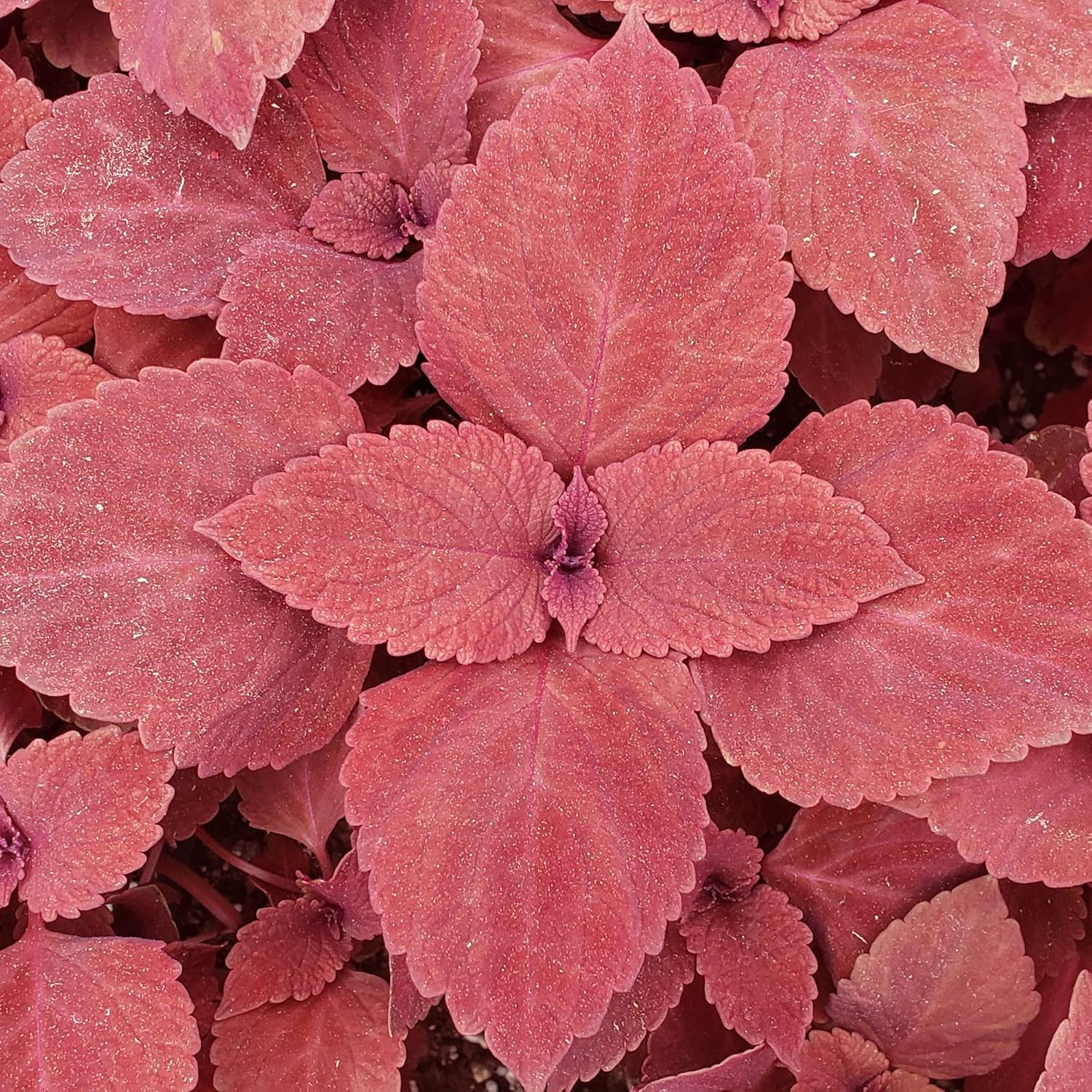 Coleus Redhead Seeds | Low Maintenance Evergreen Herb | Showy Red Foliage for Beds, Borders, and Containers, Outdoor Garden Seeds - Image 7
