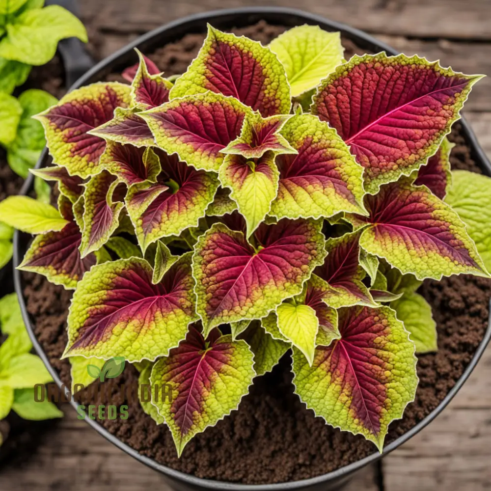 Vibrant Coleus & Jazz Velvet Flower Seeds, Elevate Your Garden Today