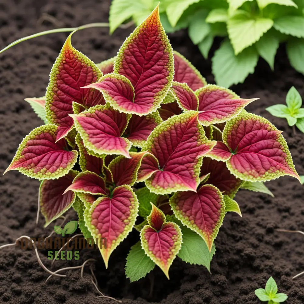 Vibrant Coleus & Jazz Velvet Flower Seeds, Elevate Your Garden Today - Image 2