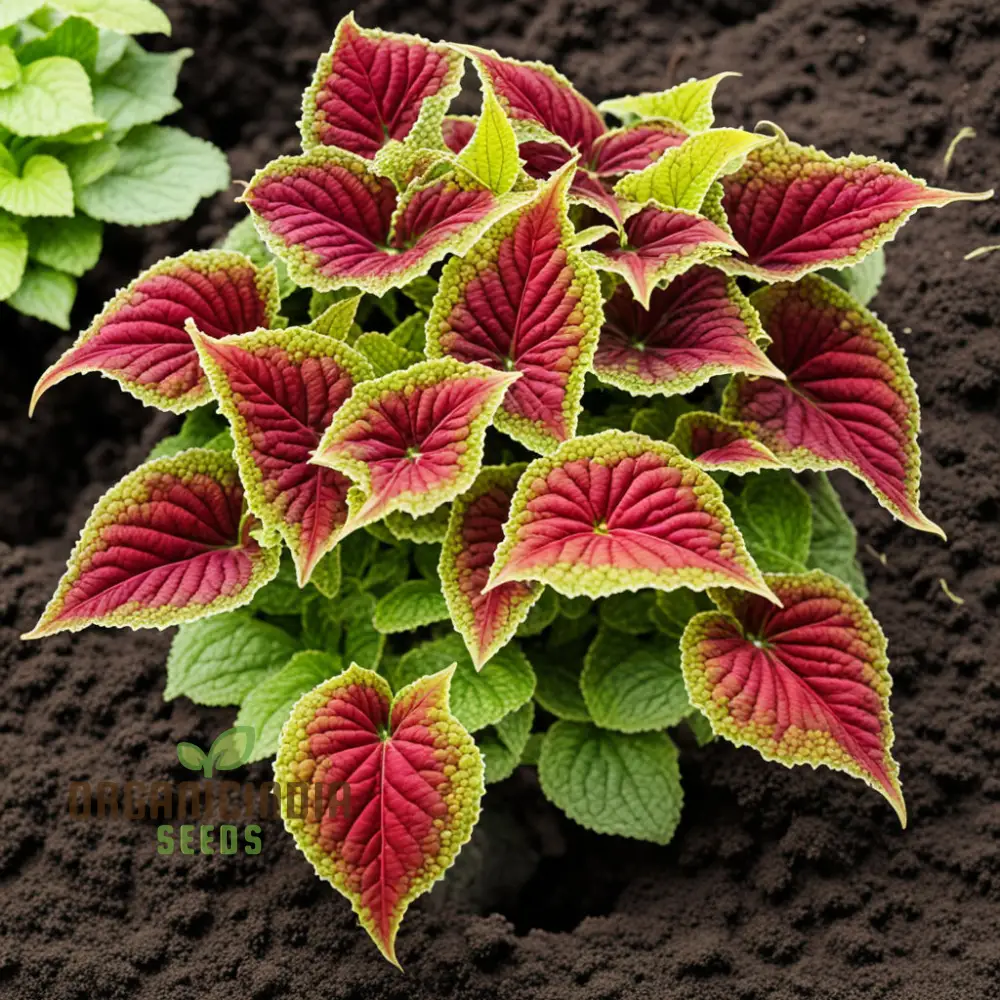 Vibrant Coleus & Jazz Velvet Flower Seeds, Elevate Your Garden Today - Image 3
