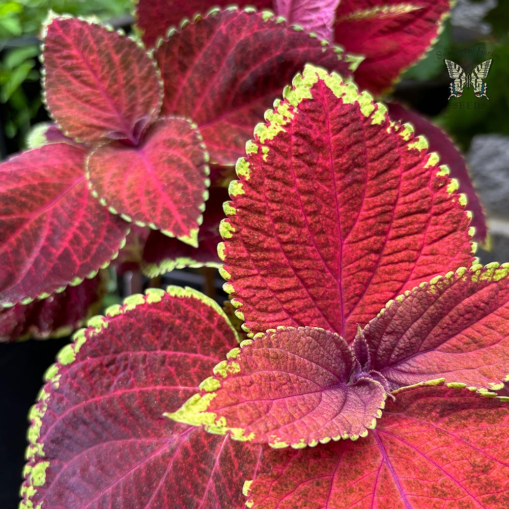 Coleus Superfine Rainbow Volcano Seeds, Fiery Red & Orange Foliage for Bold Garden Displays - Image 2