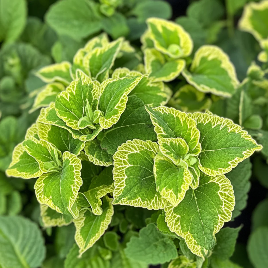 Coleus Wasabi Seeds – Vibrant Green Foliage for Garden Planting