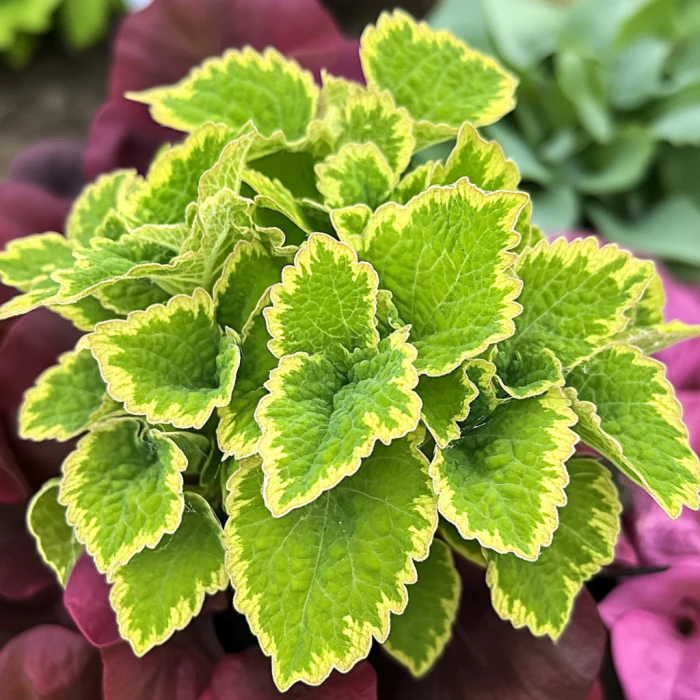 Coleus Wasabi Seeds – Vibrant Green Foliage for Garden Planting - Image 3