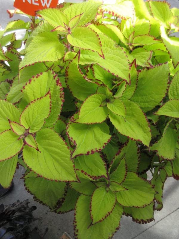 Coleus Wasabi Seeds – Vibrant Green Foliage for Garden Planting - Image 4
