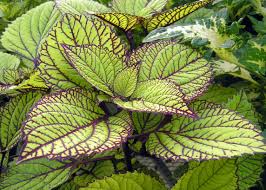 Coleus Wasabi Seeds – Vibrant Green Foliage for Garden Planting - Image 5