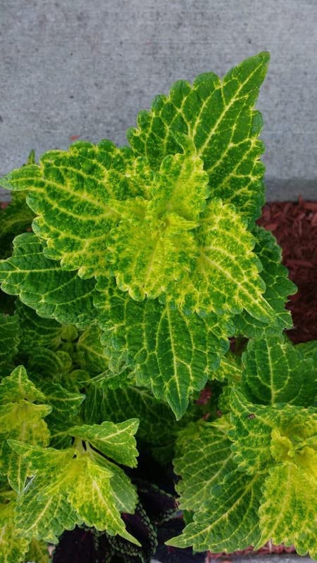Coleus Wasabi Seeds – Vibrant Green Foliage for Garden Planting - Image 6