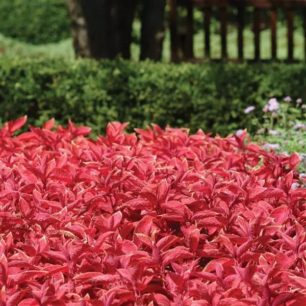 Coleus Wizard Sunset Seeds, Warm Sunset-Toned Foliage for Vibrant Garden Color - Image 2