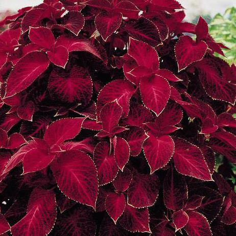 Coleus Wizard Velvet Red Seeds – Deep Red Foliage for Shade Gardens