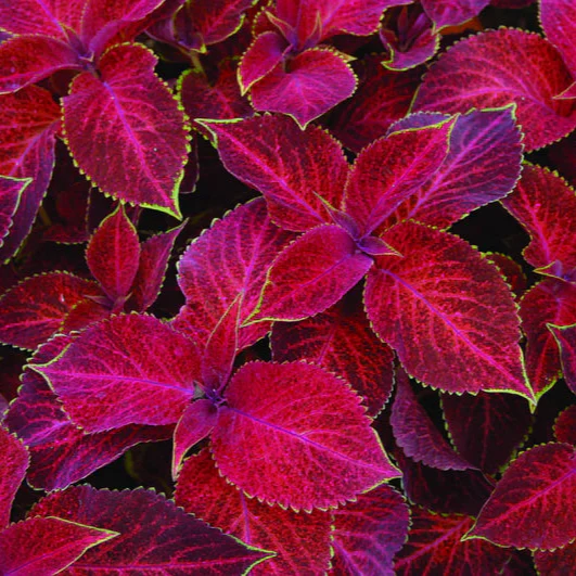 Coleus Wizard Velvet Red Seeds – Deep Red Foliage for Shade Gardens - Image 2