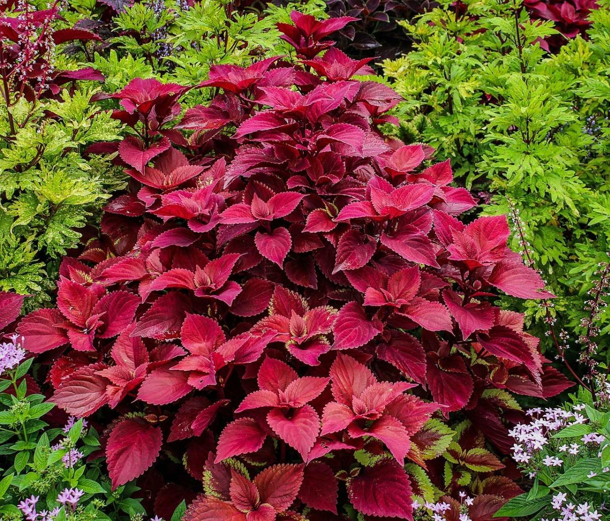 Coleus Wizard Velvet Red Seeds – Deep Red Foliage for Shade Gardens - Image 5