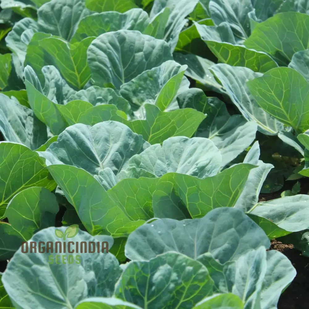 Collard Cabbage Cultivation Guide Delights Seeds From Garden to Plate - Grow, and Harvest Your Greens for Fresh, Flavorful Delights