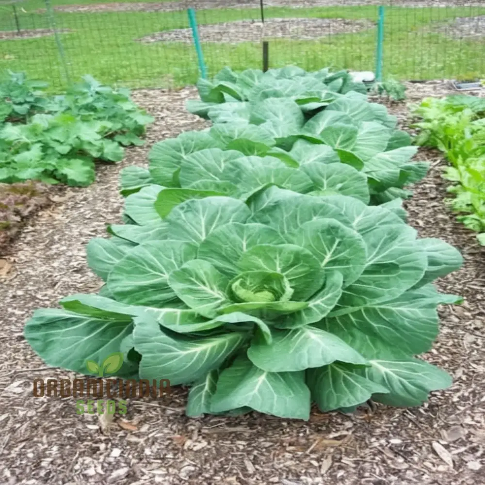 Collard Cabbage Cultivation Guide Delights Seeds From Garden to Plate - Grow, and Harvest Your Greens for Fresh, Flavorful Delights - Image 3