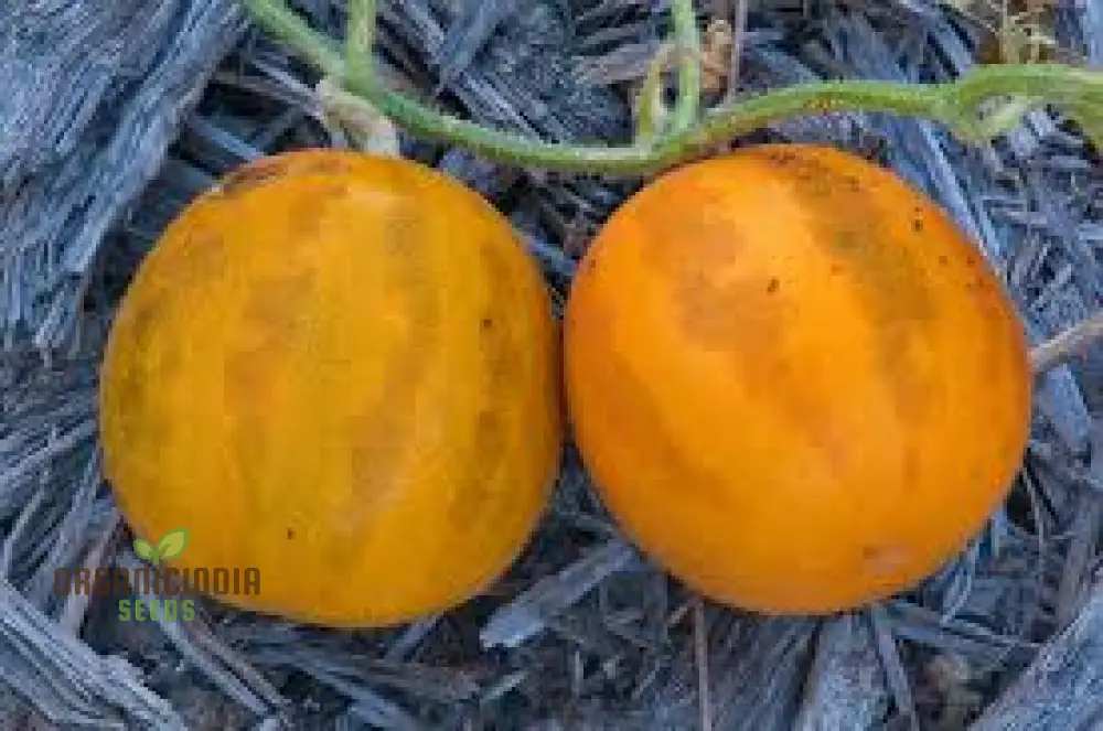 Collective Farm Woman Melon Seeds For Planting: A Flavorful Heirloom for Your Bounty of Homegrown Delights - Image 3