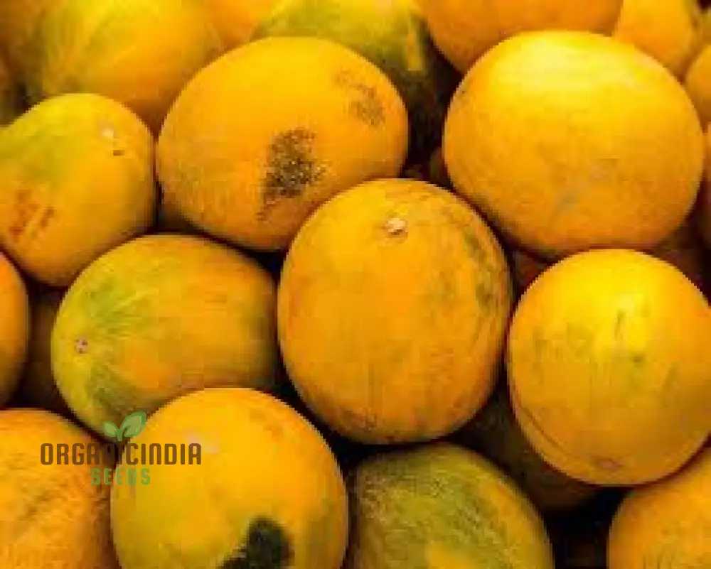 Collective Farm Woman Melon Seeds For Planting: A Flavorful Heirloom for Your Bounty of Homegrown Delights - Image 4