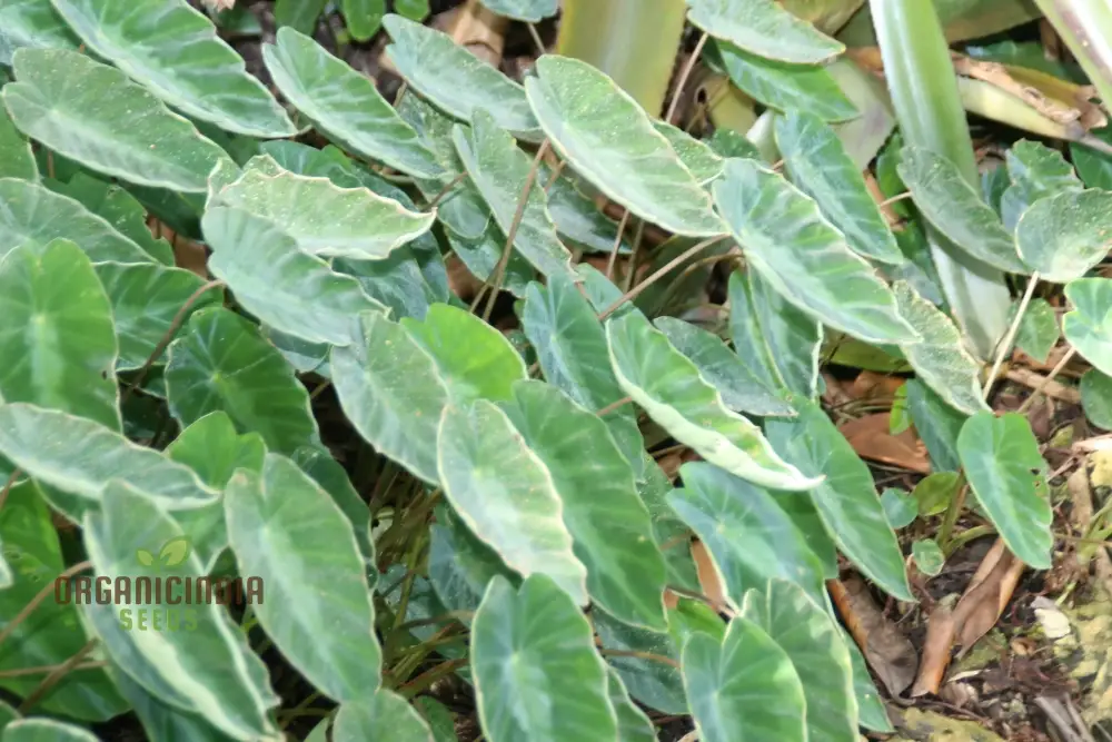 Colocasia Fallax Seeds, Exotic Addition to Your Garden, Premium Quality Gardening