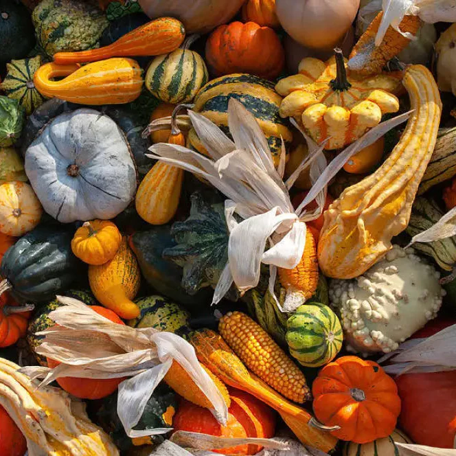 Colorful Ornamental Gourd Mix - Small Unique Vegetable Seeds for Your Garden Delights