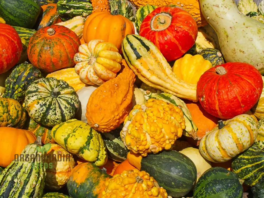 Colorful Ornamental Gourd Mix - Small Unique Vegetable Seeds for Your Garden Delights - Image 3