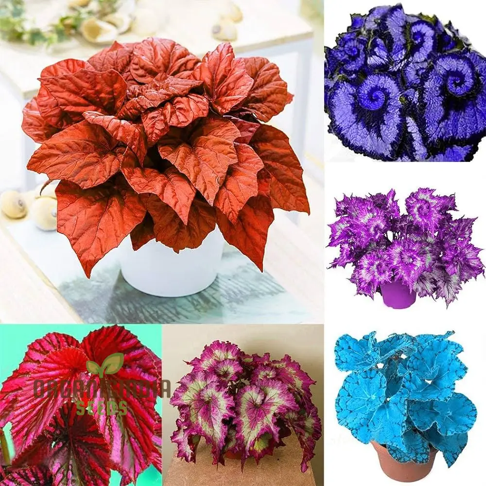 Coleus Seeds (Colorful Plectranthus Coleus Seeds) - Vibrant Foliage for Gardens & Containers