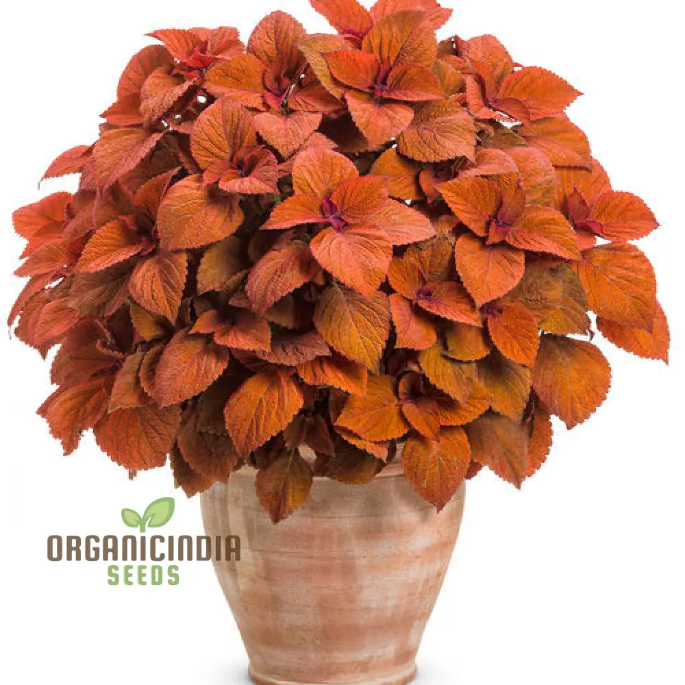 Coleus Seeds (Colorful Plectranthus Coleus Seeds) - Vibrant Foliage for Gardens & Containers - Image 3