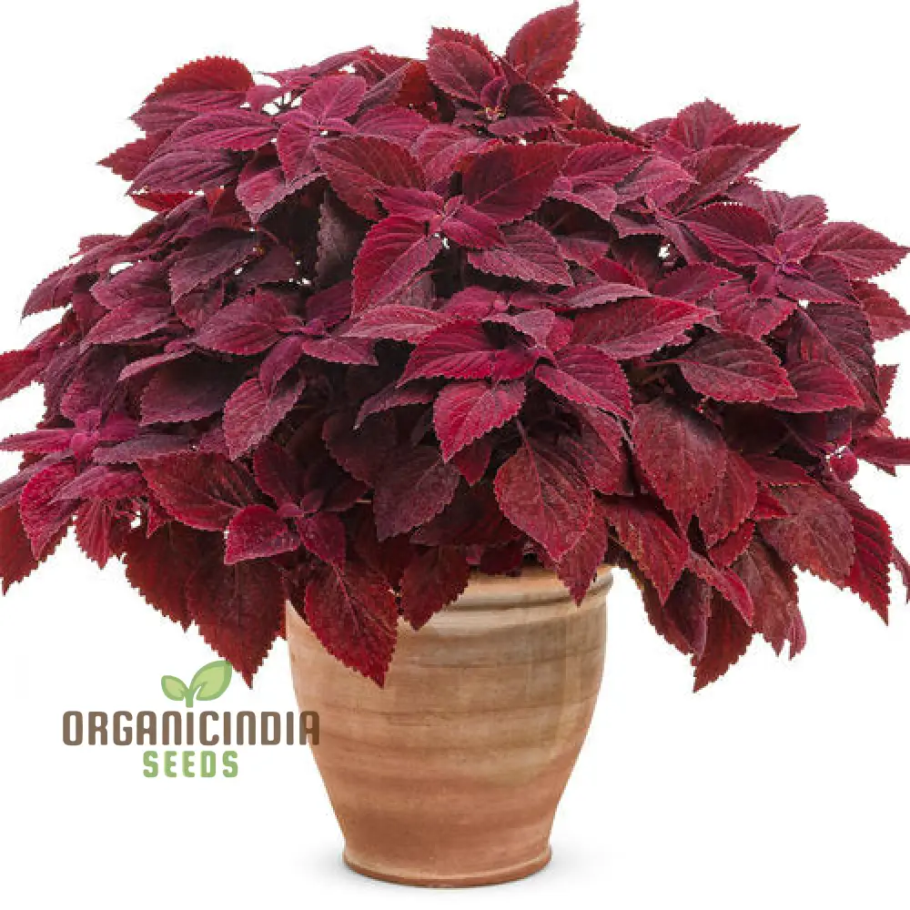 Coleus Seeds (Colorful Plectranthus Coleus Seeds) - Vibrant Foliage for Gardens & Containers - Image 4
