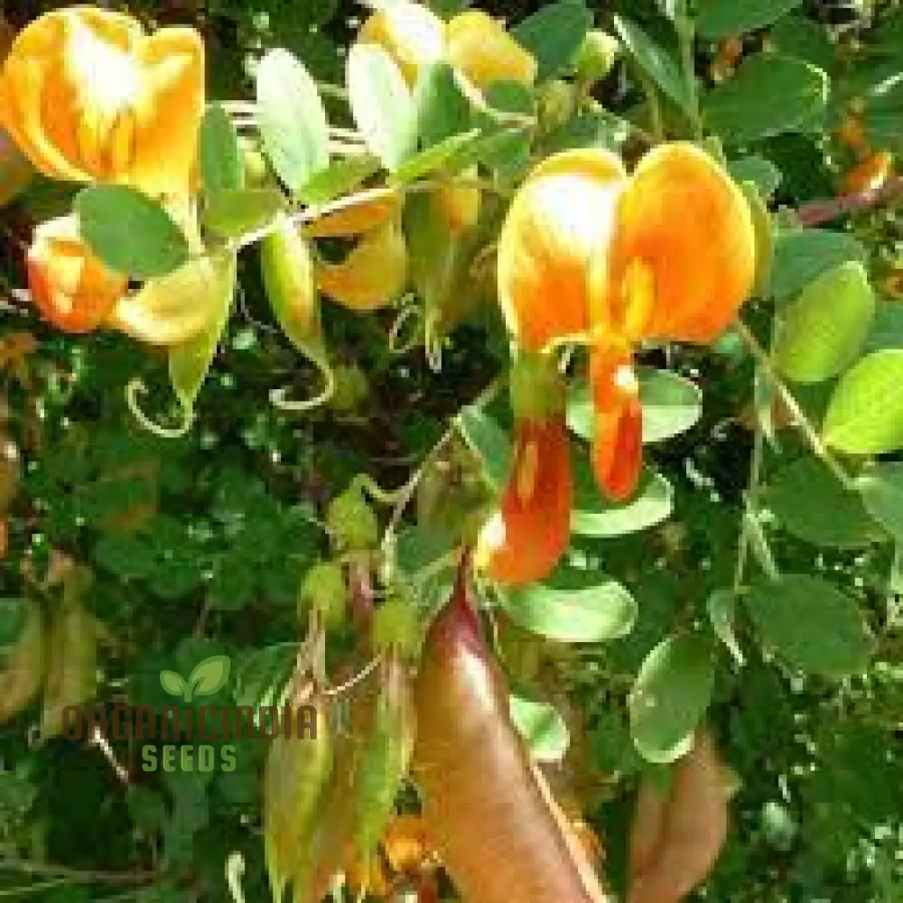 Colutea Arborescens Flower Seeds for Planting and Vibrant Garden, Premium Quality Gardening Seeds