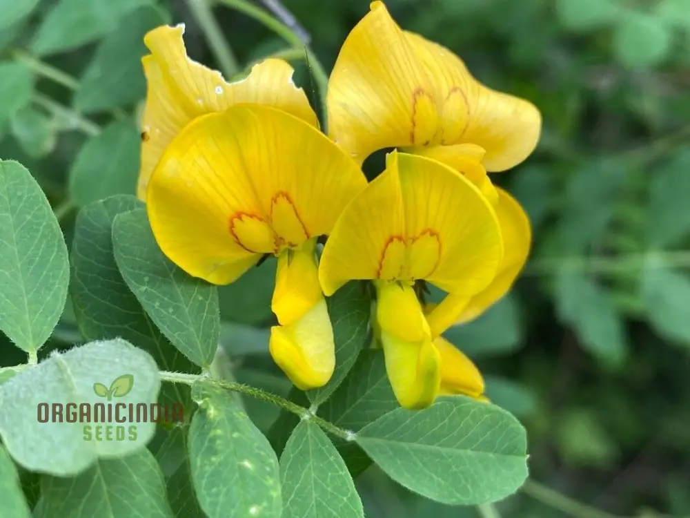 Colutea Arborescens Flower Seeds for Planting and Vibrant Garden, Premium Quality Gardening Seeds - Image 3