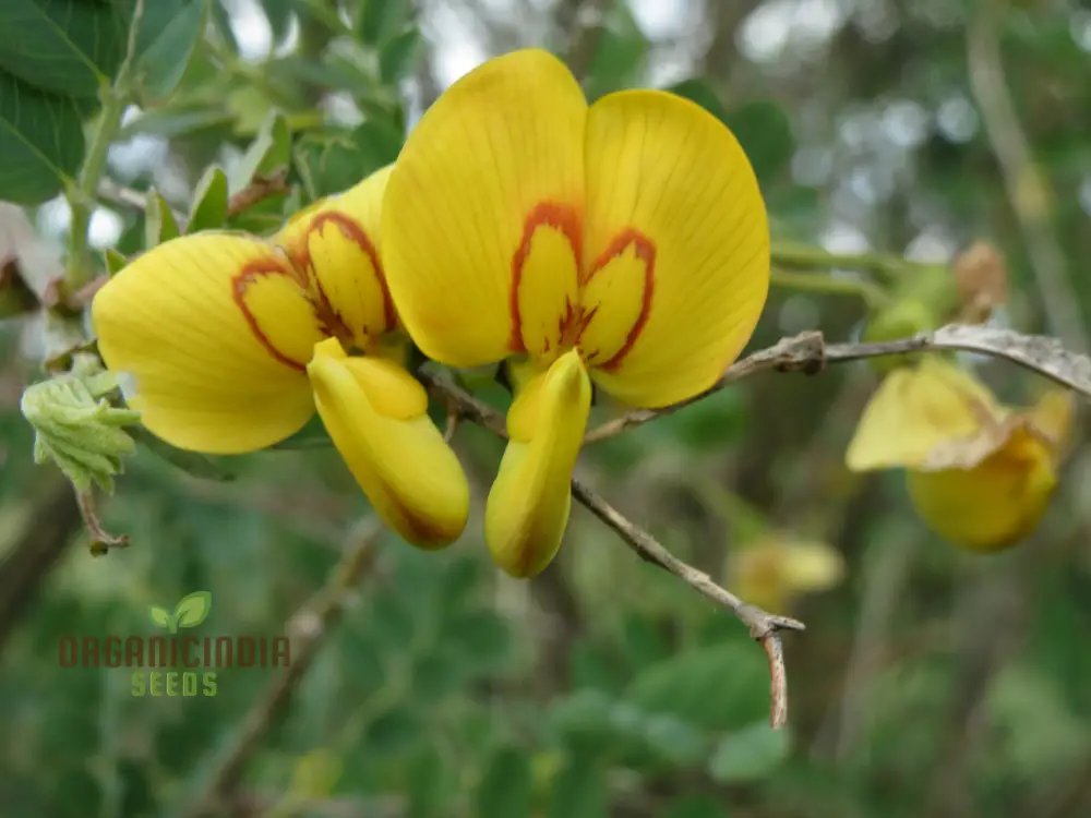 Colutea Arborescens Flower Seeds for Planting and Vibrant Garden, Premium Quality Gardening Seeds - Image 4