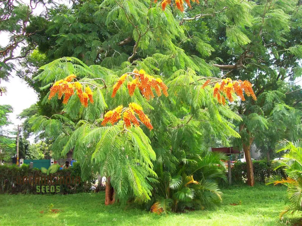 Colvillea Racemosa Seeds, Stunning and Rare Garden Addition, Premium Quality Gardening Seeds