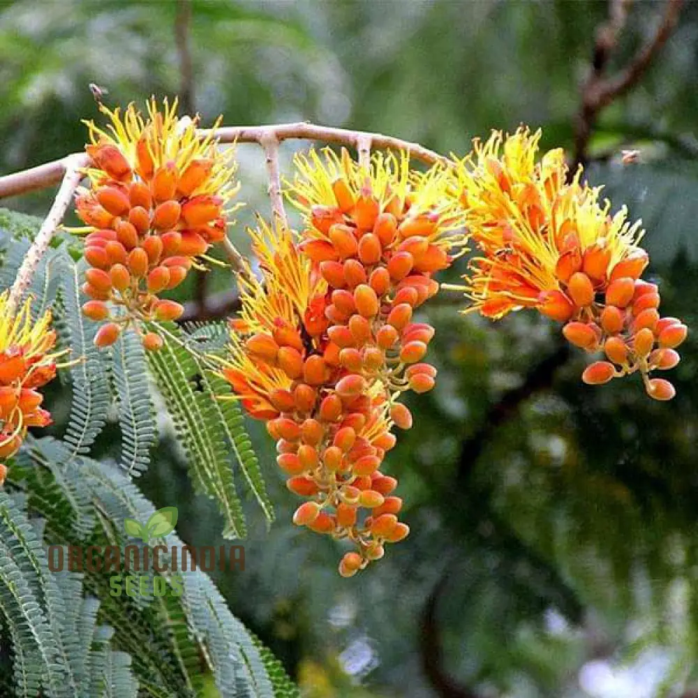 Colvillea Racemosa Seeds, Stunning and Rare Garden Addition, Premium Quality Gardening Seeds - Image 3
