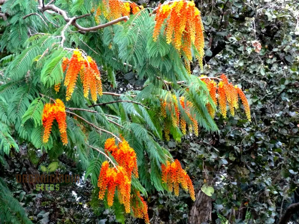 Colvillea Racemosa Seeds, Stunning and Rare Garden Addition, Premium Quality Gardening Seeds - Image 4