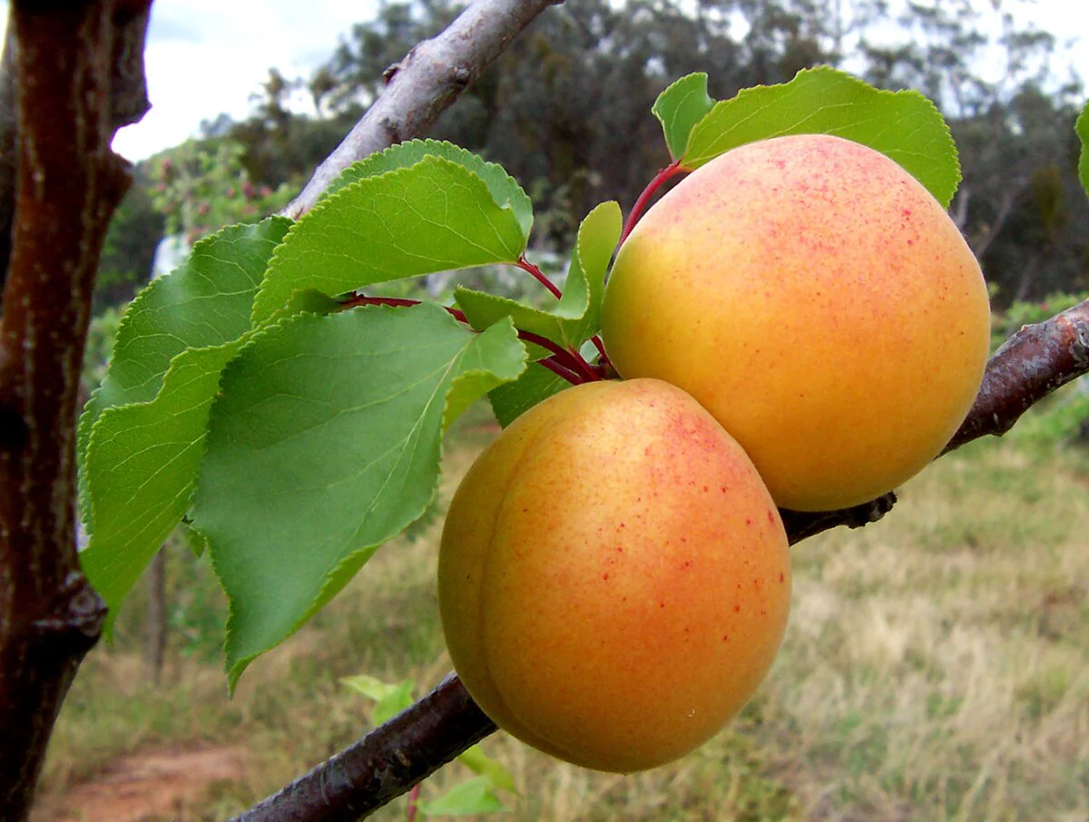 Common Apricot Tree Fruit Seeds - Image 3