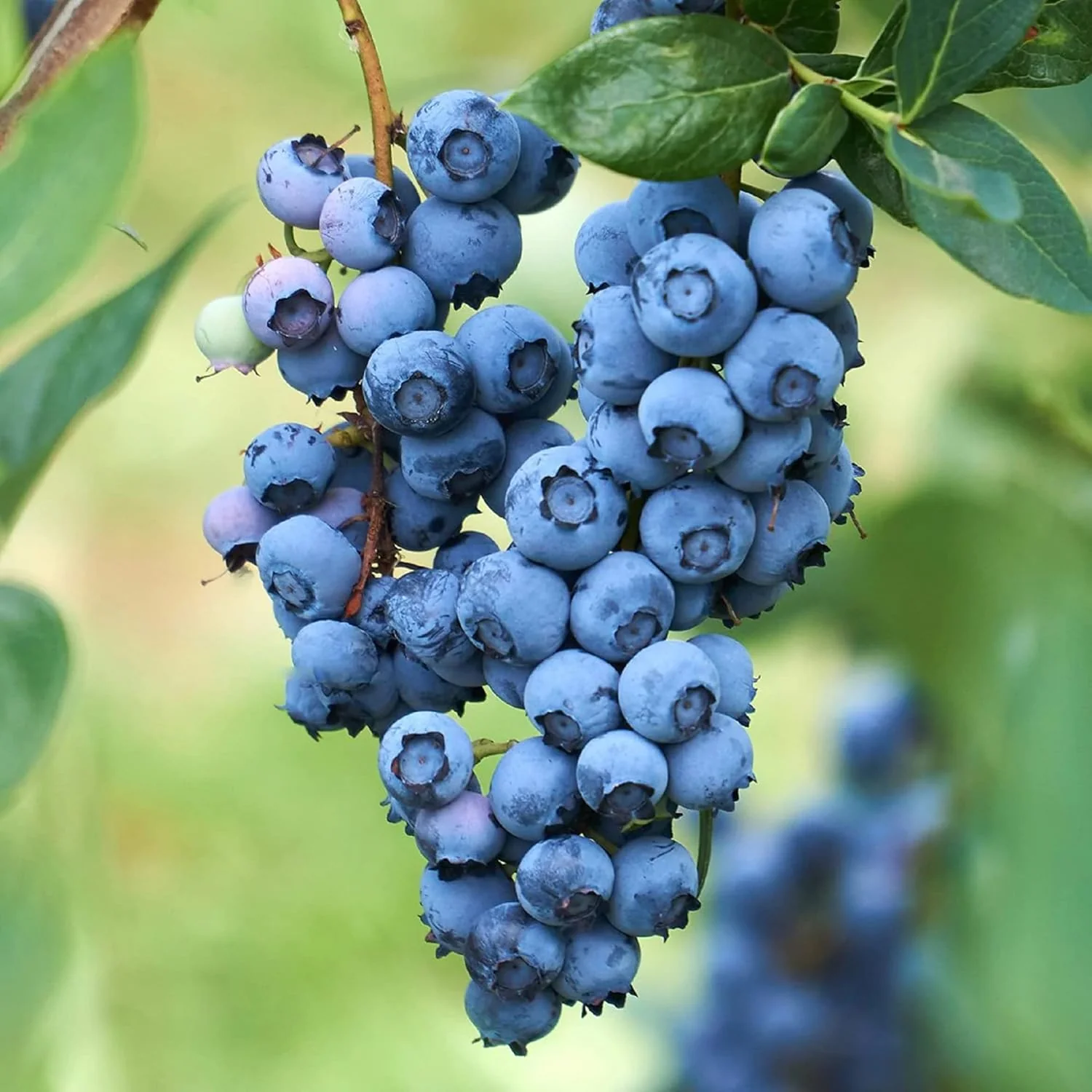 Common Bilberry Fruit Seeds