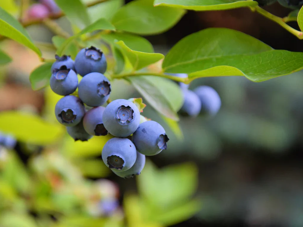 Common Bilberry Fruit Seeds - Image 3
