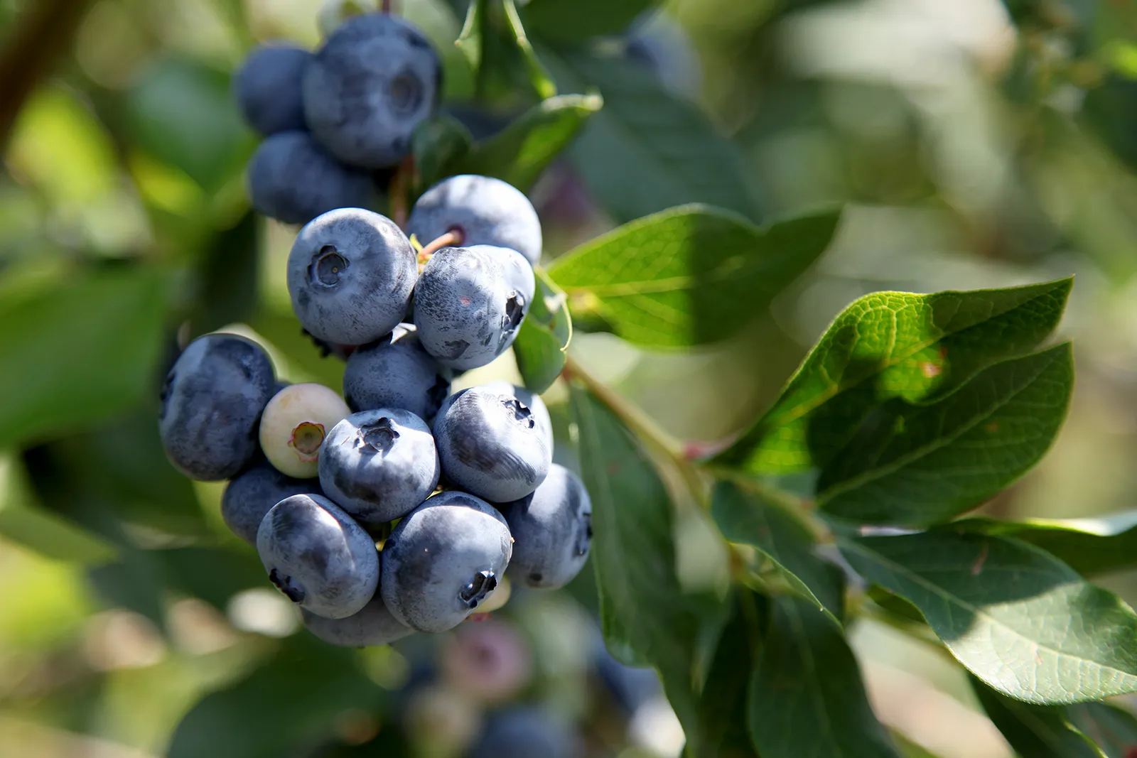 Common Bilberry Fruit Seeds - Image 4