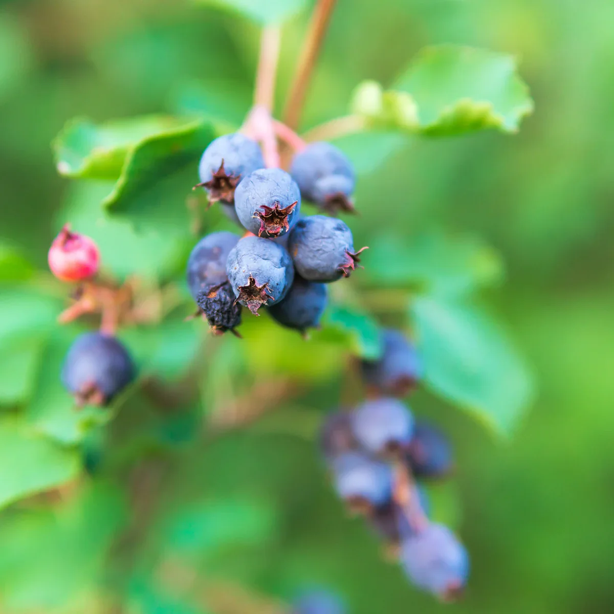 Common Bilberry Fruit Seeds - Image 5