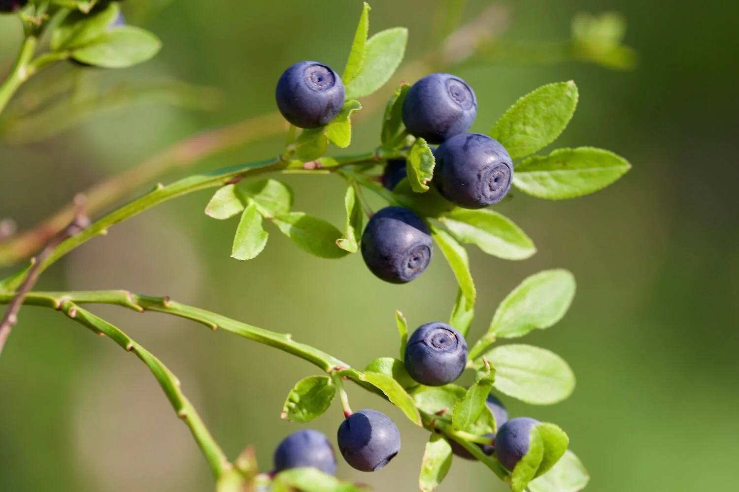 Common Bilberry Fruit Seeds - Image 6