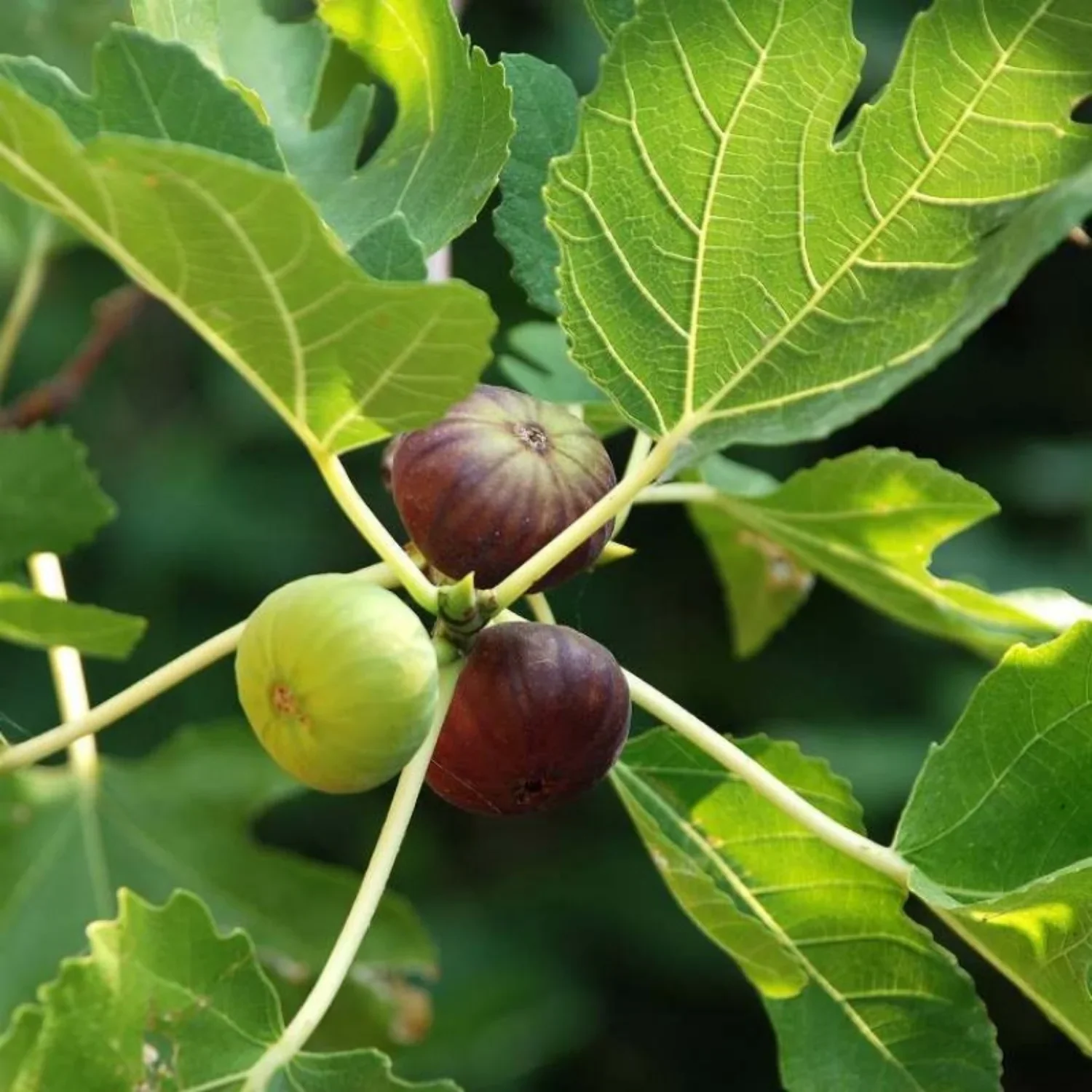 Common Edible Fig Fruit Seeds - Image 4