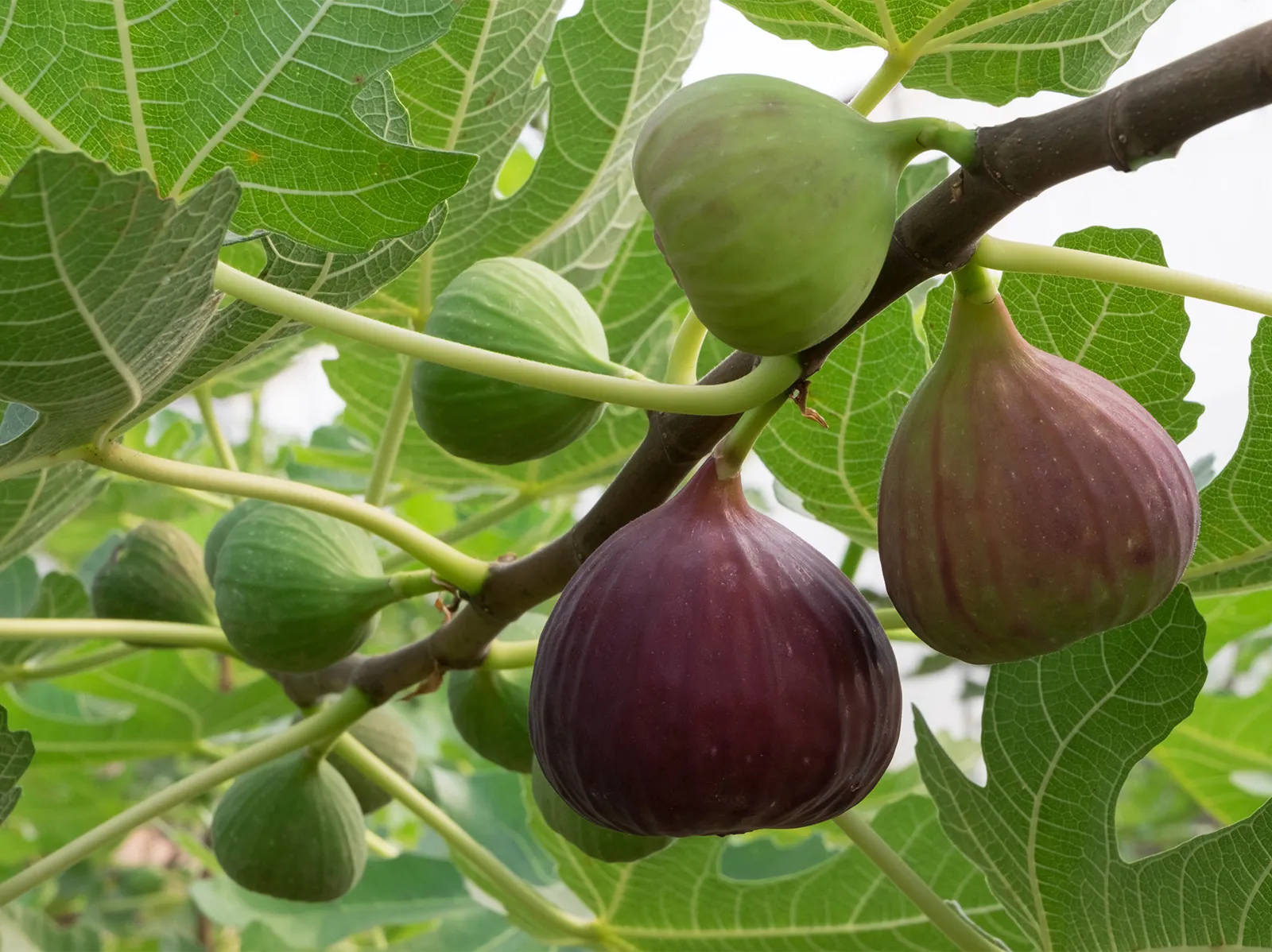Common Edible Fig Fruit Seeds - Image 5
