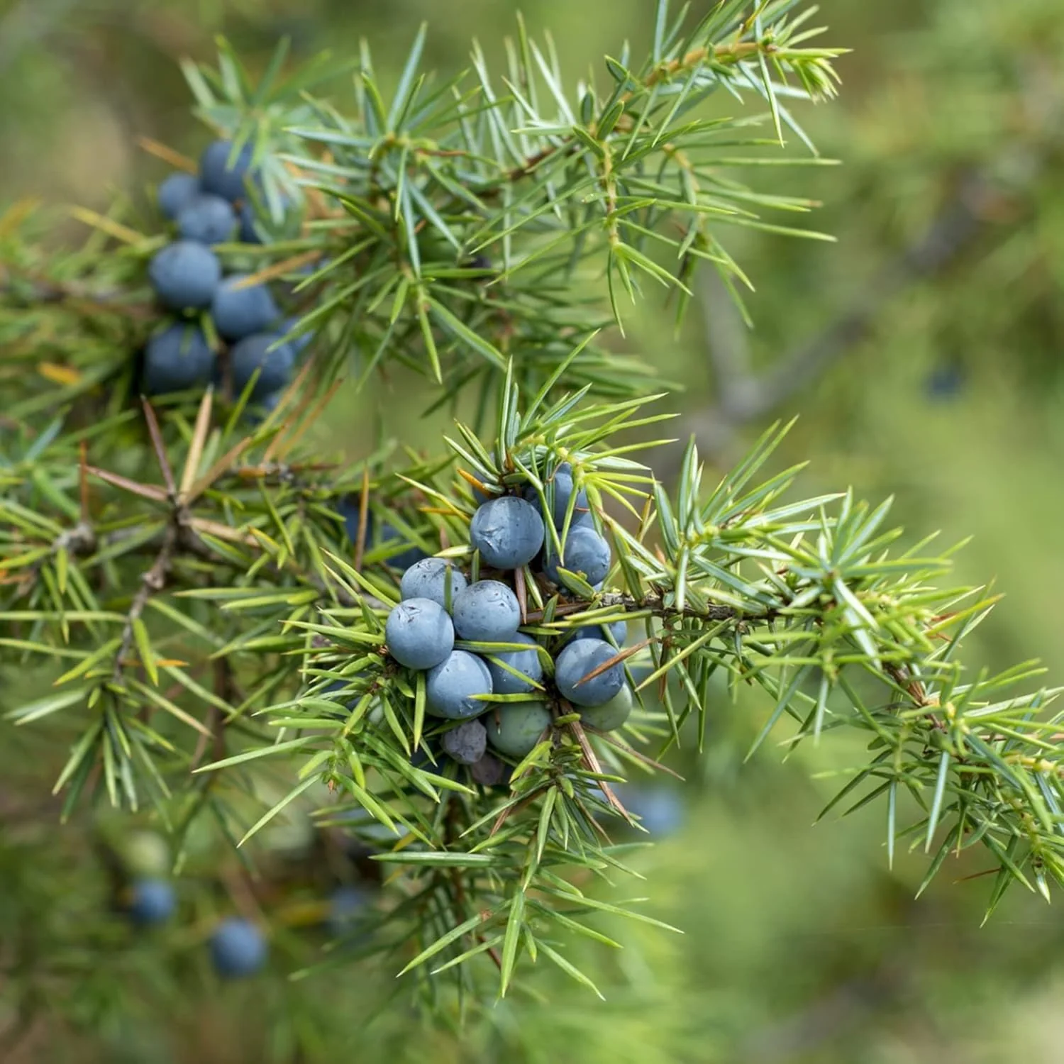 Junipers Seeds Juniperus Communis for Planting, Screening, Evergreen Border, Fast Growing