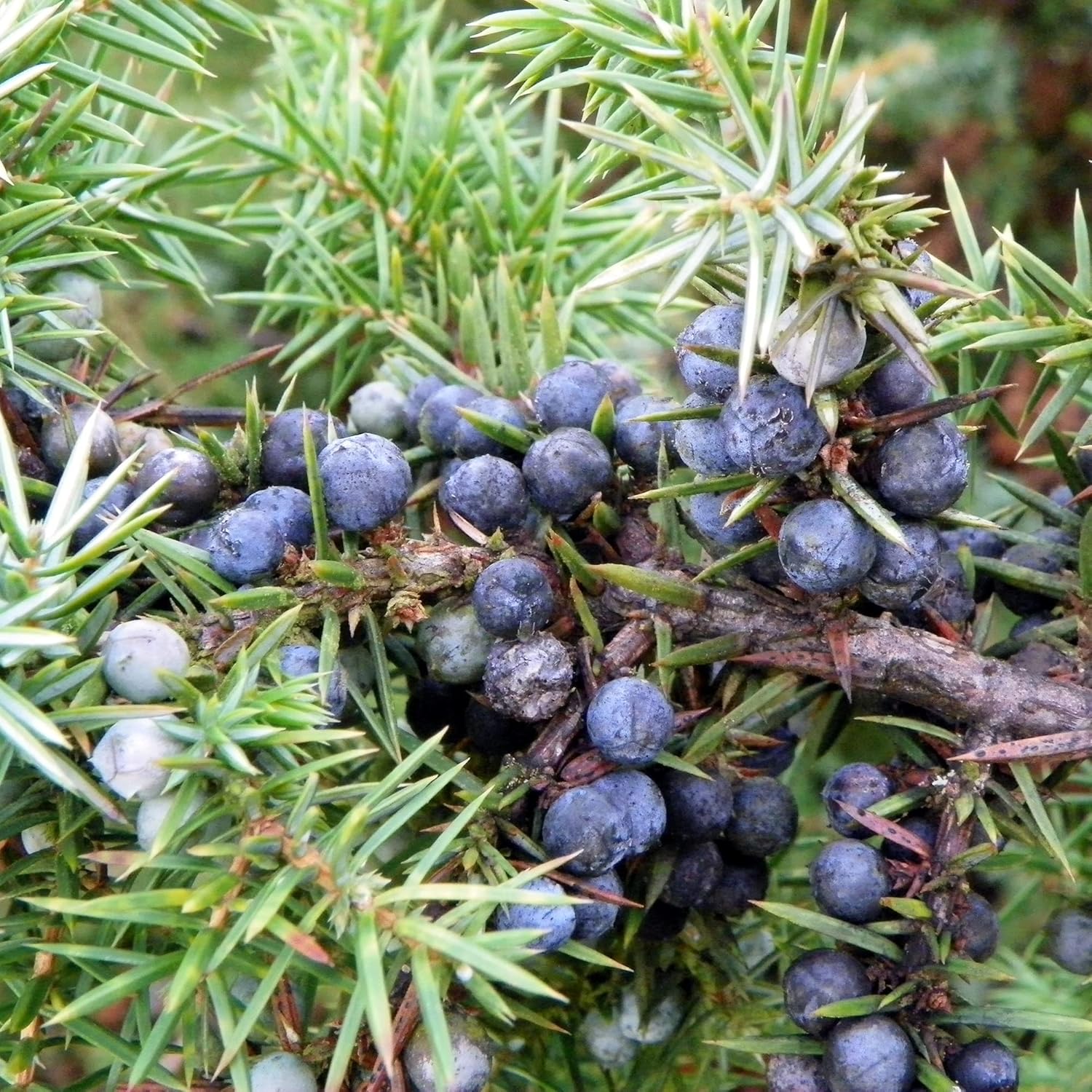 Junipers Seeds Juniperus Communis for Planting, Screening, Evergreen Border, Fast Growing - Image 3