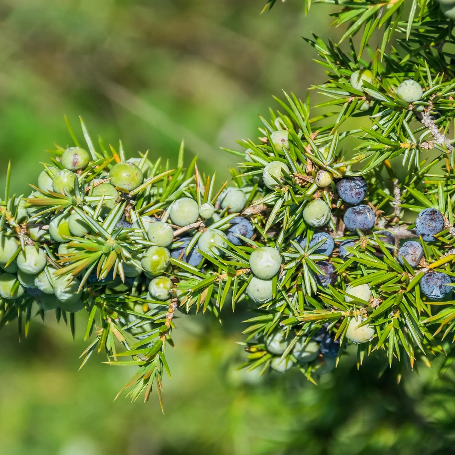 Junipers Seeds Juniperus Communis for Planting, Screening, Evergreen Border, Fast Growing - Image 4
