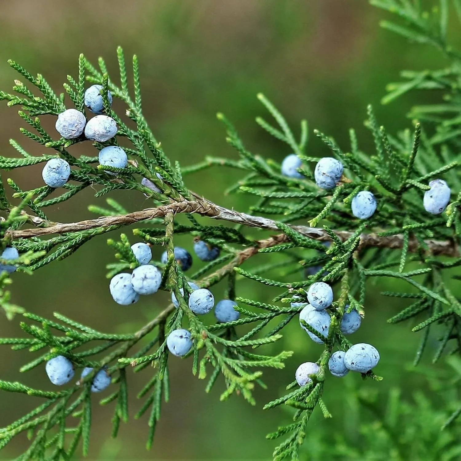 Junipers Seeds Juniperus Communis for Planting, Screening, Evergreen Border, Fast Growing - Image 5