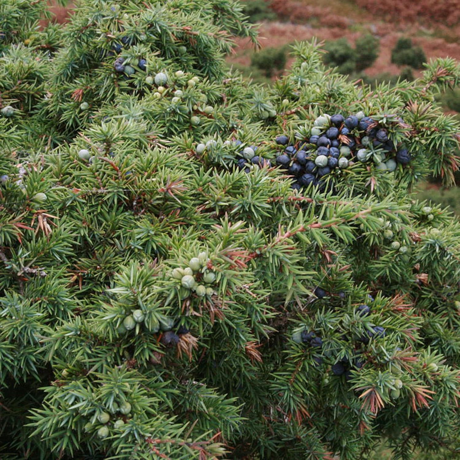 Junipers Seeds Juniperus Communis for Planting, Screening, Evergreen Border, Fast Growing - Image 6