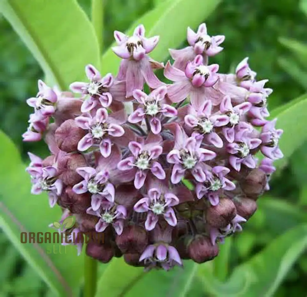 Common Milkweed Seeds – Native Flower Variety for Pollinator Gardens