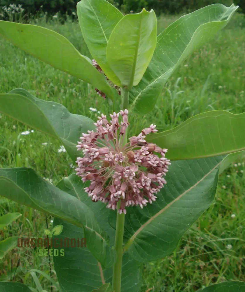 Common Milkweed Seeds – Native Flower Variety for Pollinator Gardens - Image 3