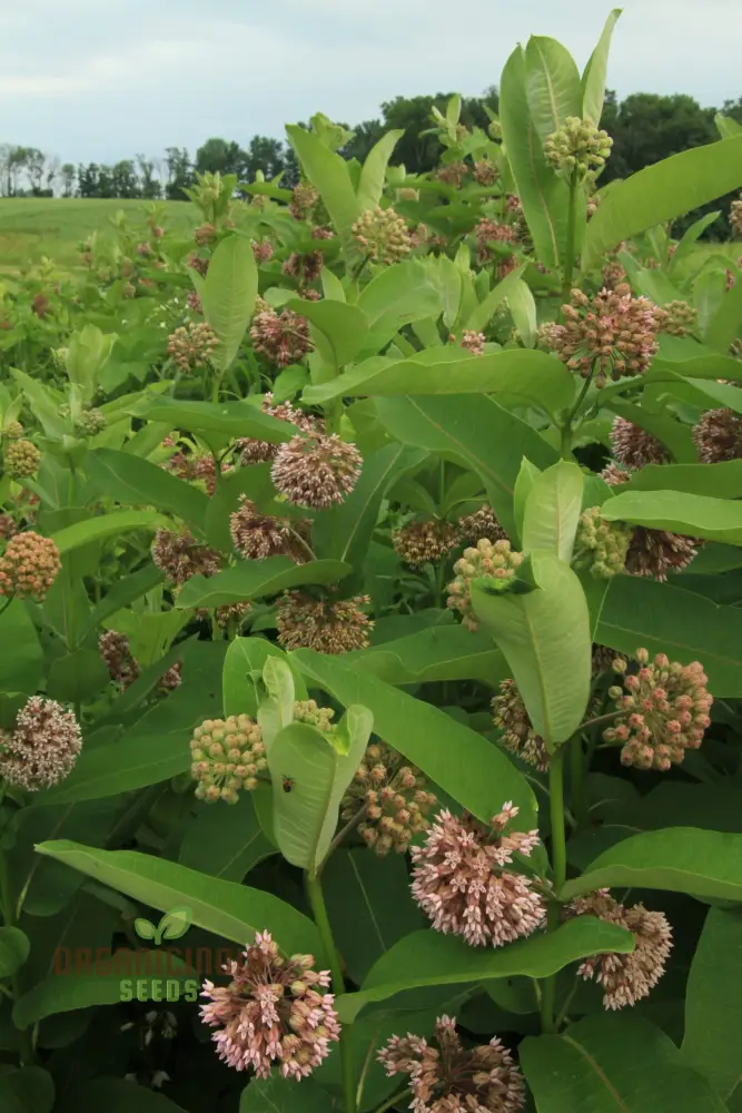 Common Milkweed Seeds – Native Flower Variety for Pollinator Gardens - Image 4