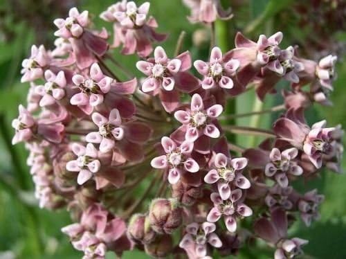 Common Milkweed Seeds – Native Flower Variety for Pollinator Gardens - Image 5